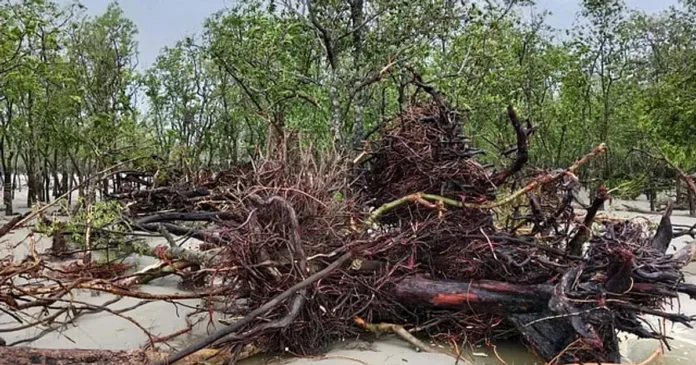 Cyclone Remal aftermath: 29 deer carcasses found in Sundarbans | Forest officials confirm recovery