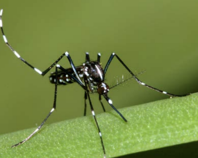 Experts Fear Mosquito Threat For Upcoming Hurricane Season · The Floridian